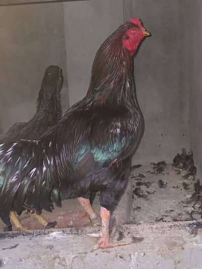 Mian Wali Breeder Pair