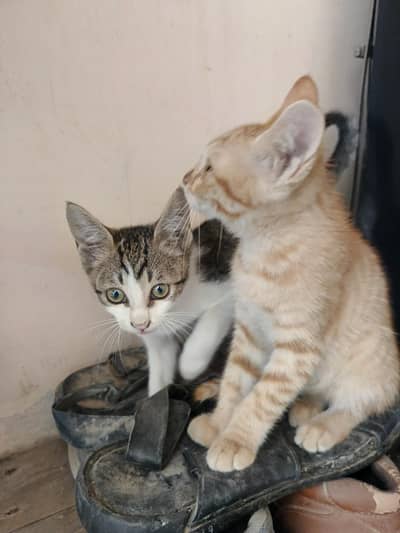 Cute Kittens for Adoption - Call for price