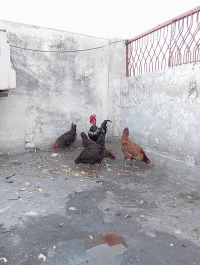 Desi hens for sale