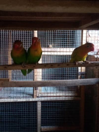 Green Fisher 3 piece Ready to breed