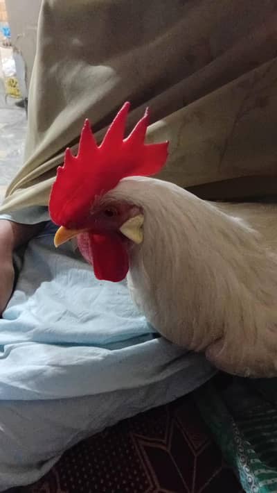 White Roster for sale