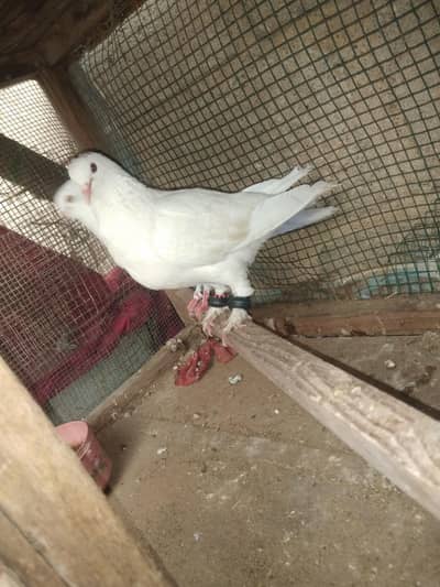 kaboter and dove setup