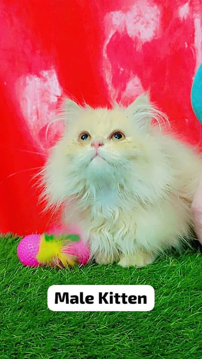 Persian Triple Coated Cats & Kittens