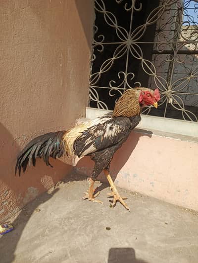 Aseel murga patha pure