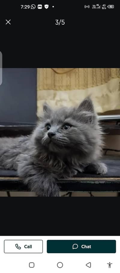 Persian cat for sale male or femalemy WhatsApp number 03214390746