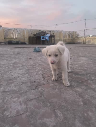 Beautiful Dog with Cage and carpet 2, month