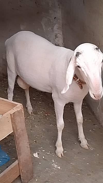 larkana full gulabi  wtsb nmbr 03181237677