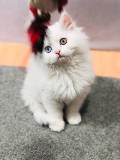 Persian kitten for sale cash on delivery available