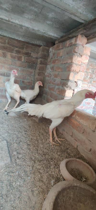 O shamo | King Shamo | Trio Set