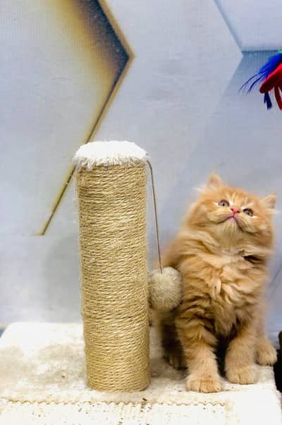 Persian kitten looking for a new home cash on delivery available