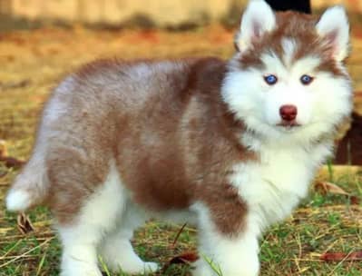 Siberian husky puppy