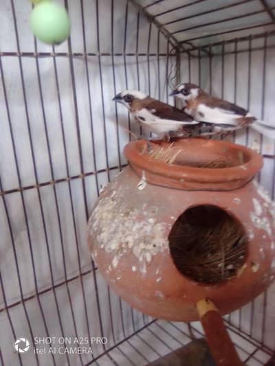 Bengalies finch breader pair