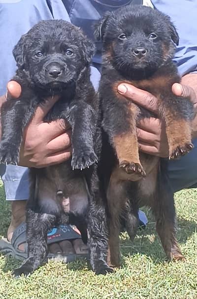 black German shepherd puppies for sale / puppy / german shepherd dog