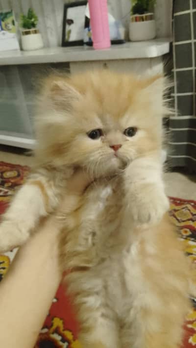 Persian kitten punch face with  litter box basket and petfood