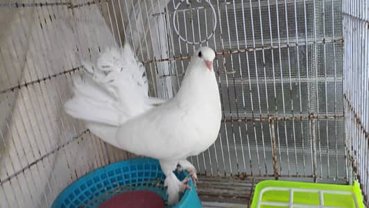 white laka kabotar pair active healthy
