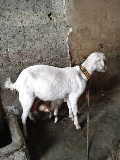 bakri bacha