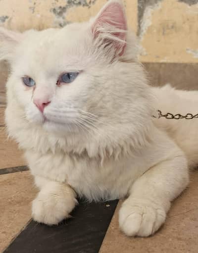 American Breed Cat | Active, Clean & Healthy