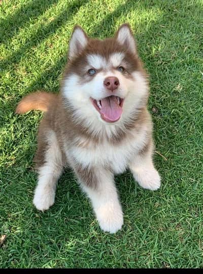 Siberian husky puppies 03425137217