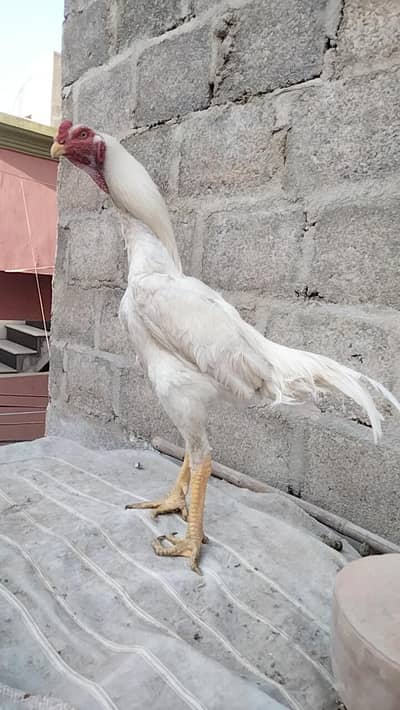 shamo male. . . read the description. . .