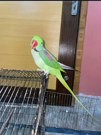 Kashmiri raw parrot for sale