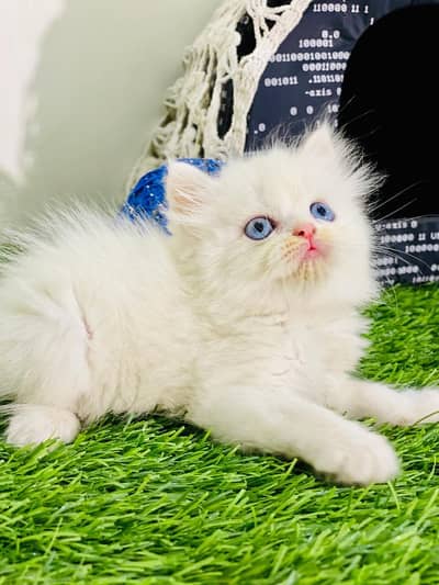 Persian kitten looking for a new home cash on delivery available