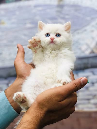 Persian kitten looking for a new home cash on delivery available