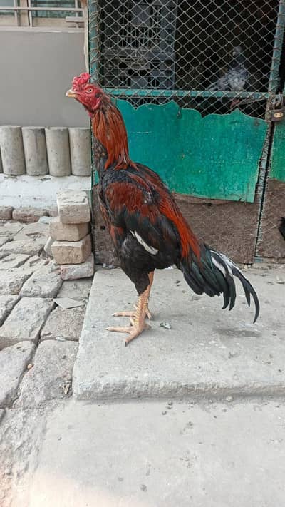 Pakistanii bird