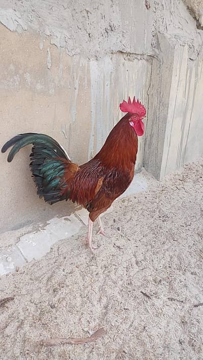 Misri Murghi or Murgha