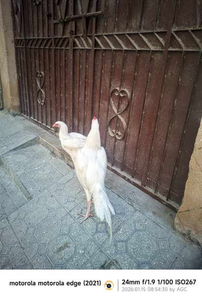 mashallah aseel heera pair