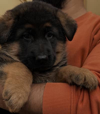 German shepherd Black and Tan puppy