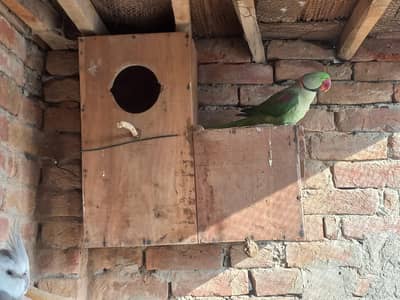 Grey or raw ka breeding box ha kiker ki lekri ka