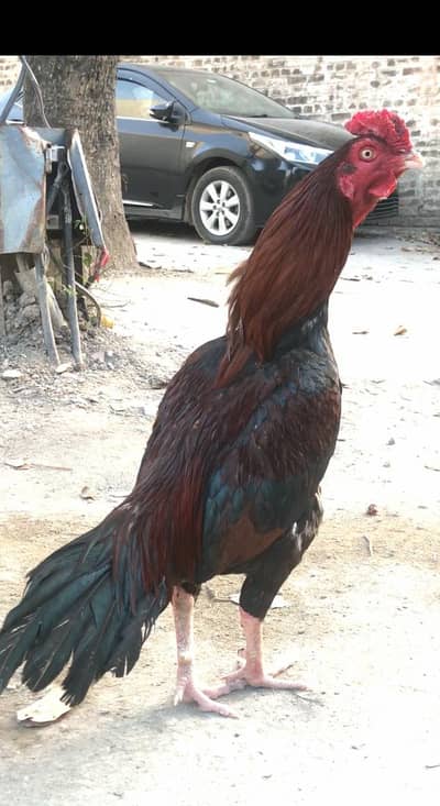 aseel phata white eye price Kam nahi ho gi (03136417097)