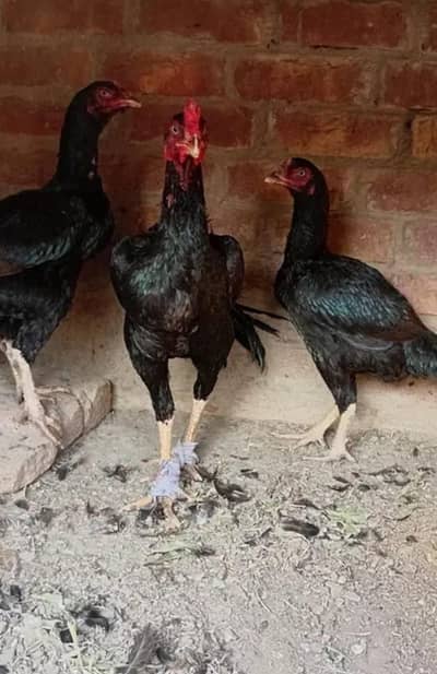 Lasani birds egg available