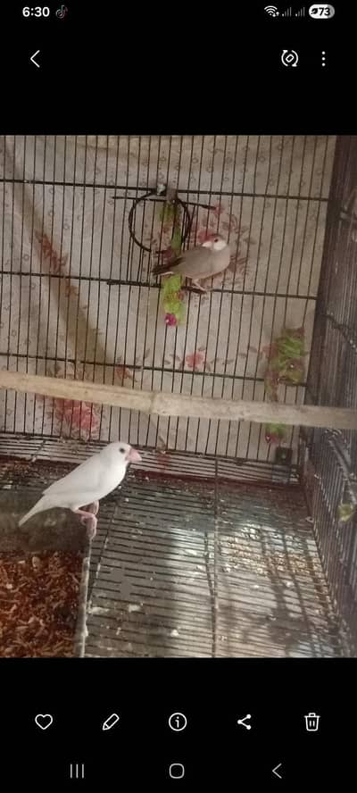 jawa finch white finch