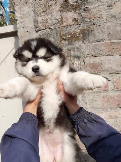 husky puppies available for sale