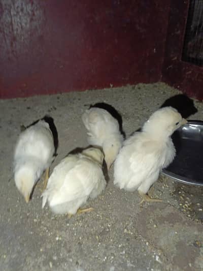 Paper white heera aseel chicks for sell