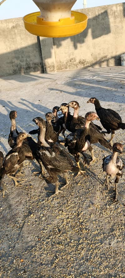 Aseel cicke pakyo dragon  imported