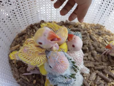 color & green ringneck chicks