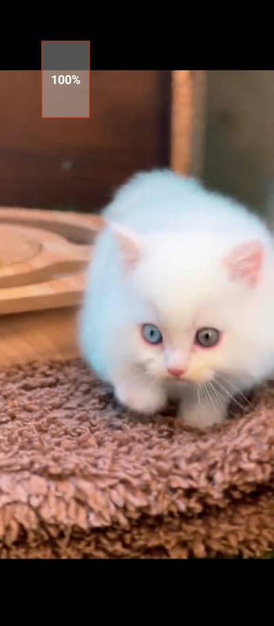 Persian cat for sale male female my WhatsApp number0329=26=63=252