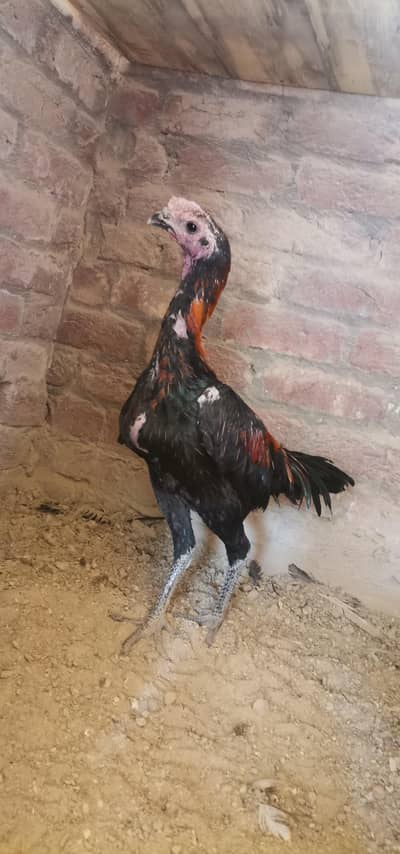 Thai dragon trio set