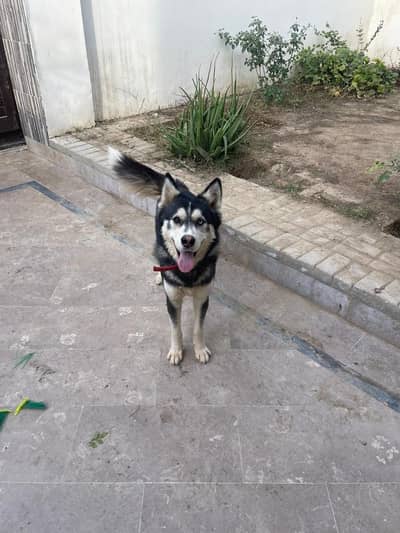 husky dog vaccinated 1 year old