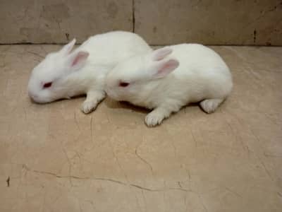 rabbit babies for sale