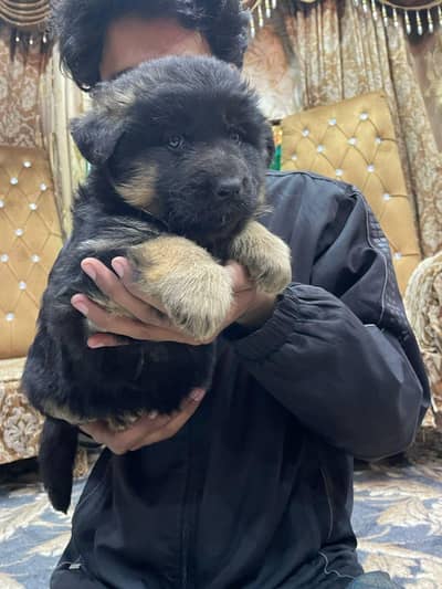 German Shepherd long coat puppy available for sale