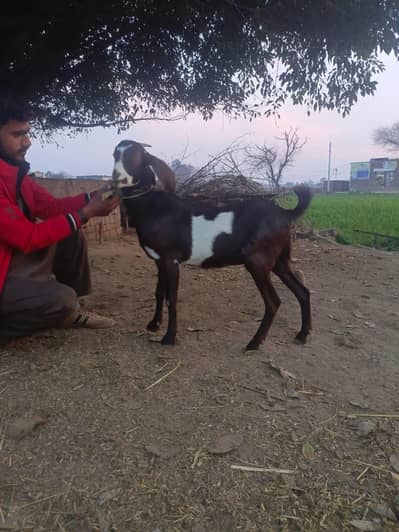bakri for sale 0347 1422786