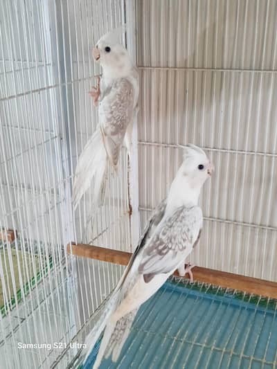 Cinnamon White Face Cocktail