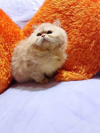 WHITE PERSIAN MALE DUAL EYES