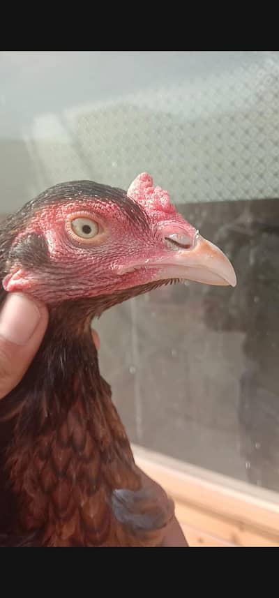 high quality double goro me miawali female saf eyes me mazboot ha