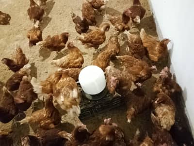 lohman Brown Hens for sale [03312891998]