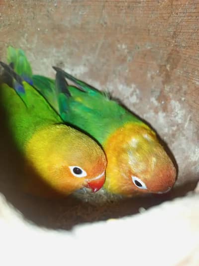 Green Fischer - Color Fisher Lovebirds - Albino Blue Parblue Opaline