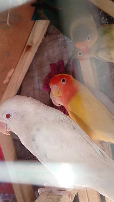 special offer full discount 5 pieces